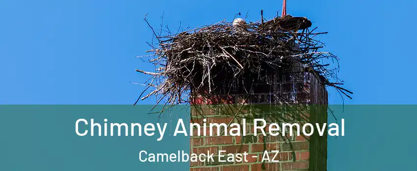 Chimney Animal Removal Camelback East - AZ